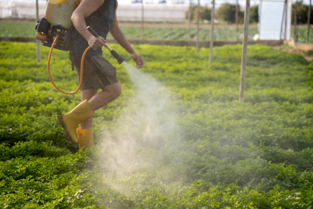 Best Local Pest Control Services  in Greentown, IN