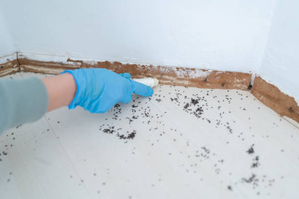 Best Insect Control  in Greentown, IN